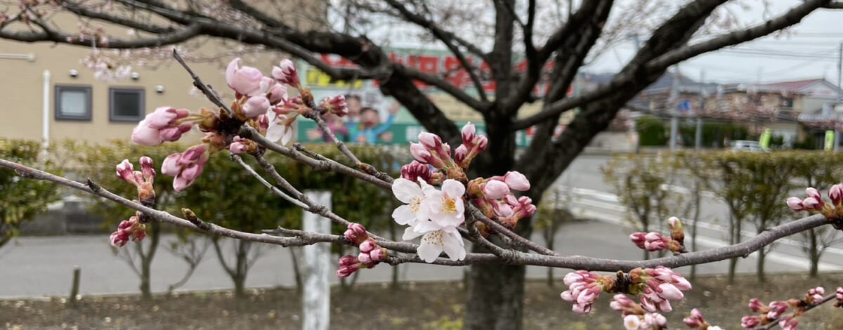 さくら咲きました♪