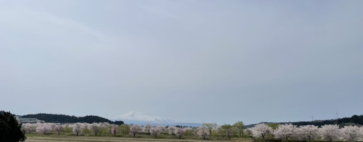 桜並木と鳥海山。