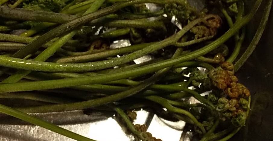 【おーちゃんの休日】山菜わらび採り