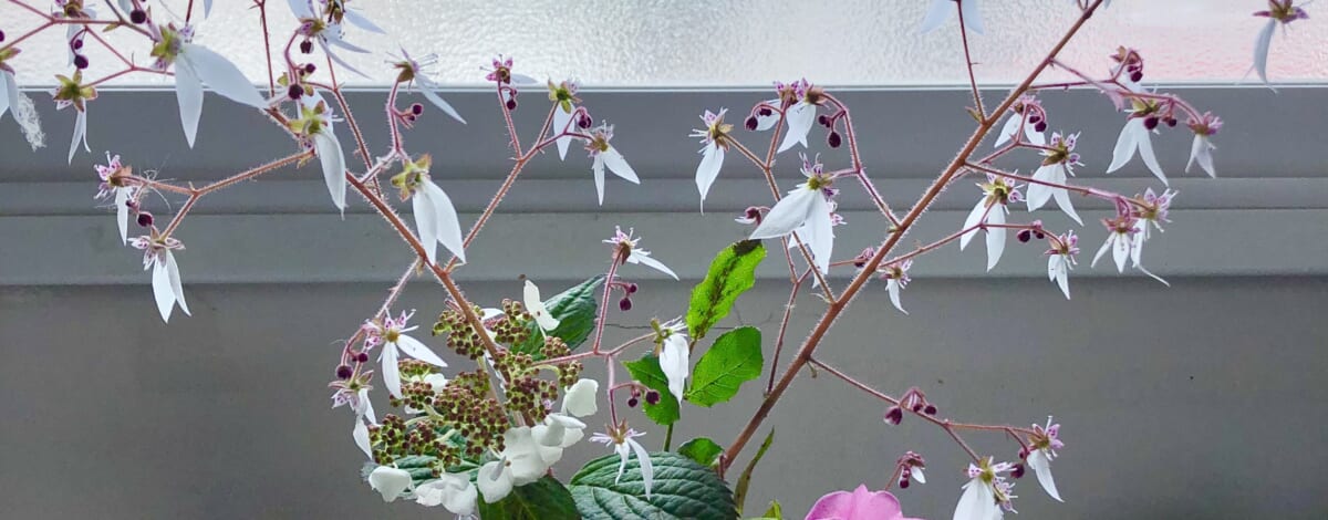 【親和の学生寮】花のある暮らし～賄いこんちゃん最新作