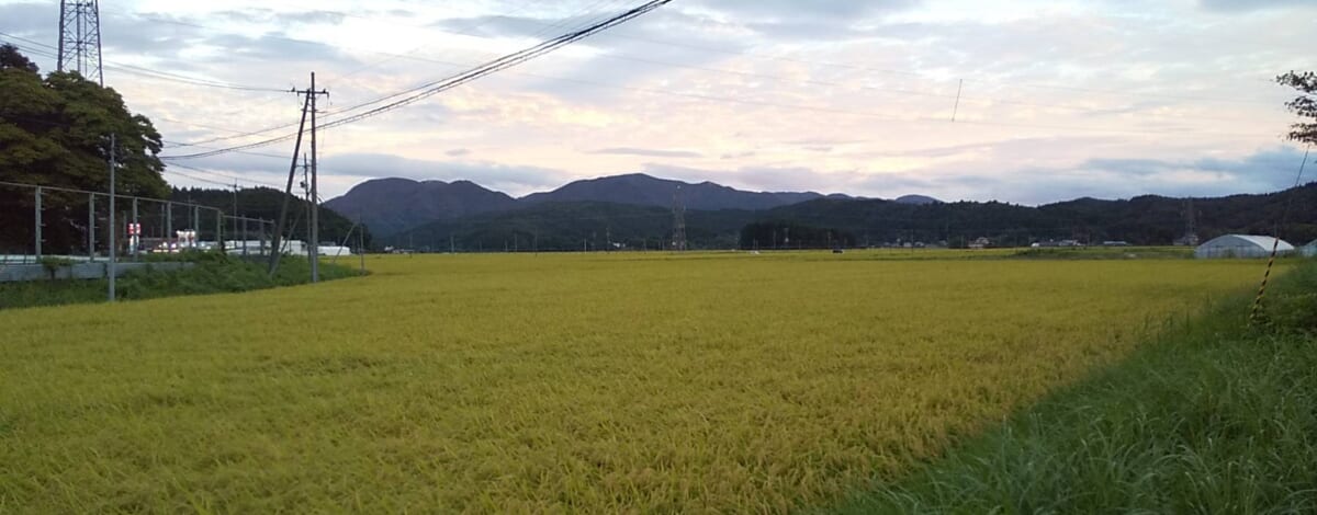 【おーちゃん写真館】黄金色の海