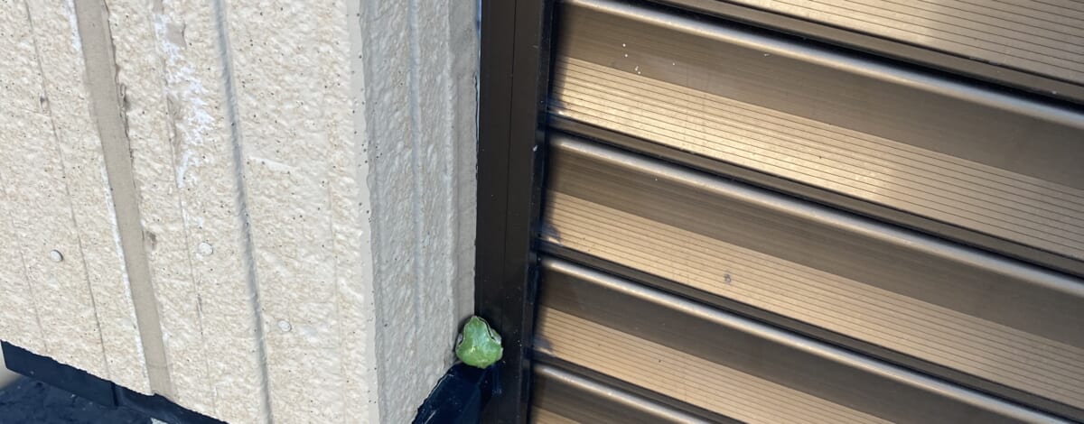 アマガエルちゃん、ご来店