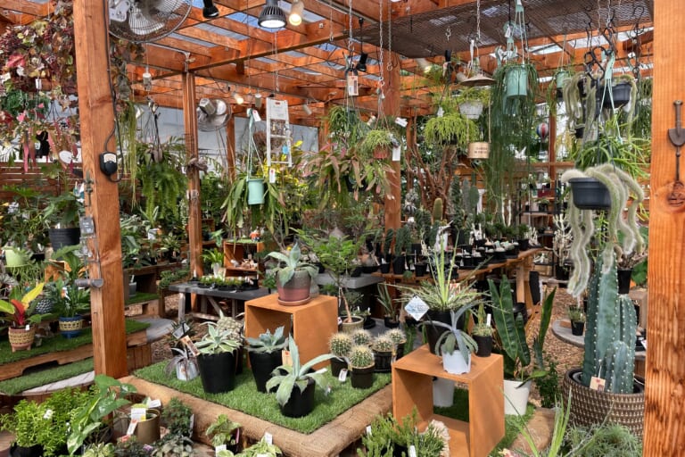 多肉パラダイス～botanico（秋田市飯島）