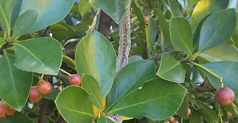 おーちゃん、ハッピーアイテム　ゲット～