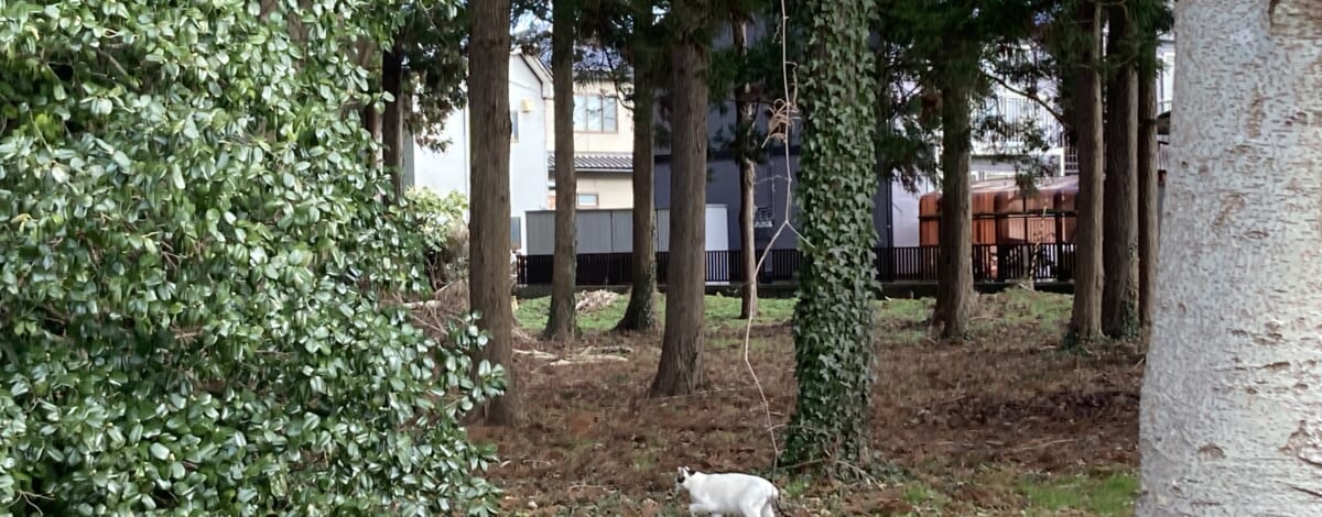 【あや吉の休日】お散歩日和～八幡神社